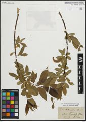 Foto von Salix pentandra L.